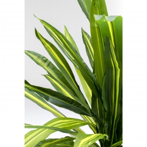 Umělá rostlina Dracena Fragrans 180cm