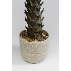 Dekorativní rostlina Cycas 70cm