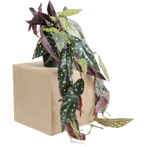 Dekorativní rostlina Begonia 105cm
