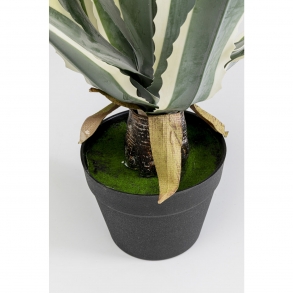 Dekorativní rostlina Agave 50cm