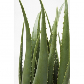 Umělá rostlina Aloe 69cm